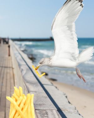 Image post by @sjbarracuda on Twitter