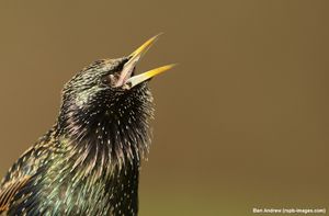 Image post by @rspb on Instagram