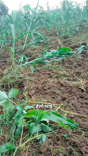 Video post by @vijaybharti9685 on Instagram