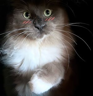 Image post by @brunrik.and.pyrene.ragdolls on Instagram