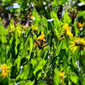 Image post by @skicrestedbutte on Instagram