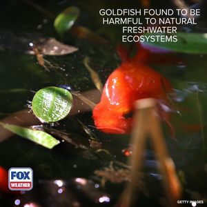Video post by @foxweather on TikTok