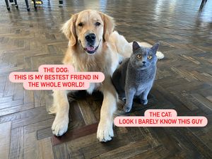 Image post by @petsmart on Instagram