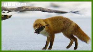 Video post by @bbcearth on YouTube
