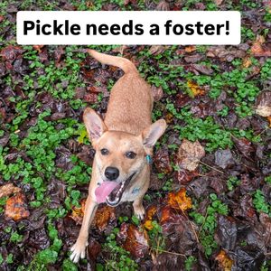 Image post by @northmeckanimalrescue on Instagram