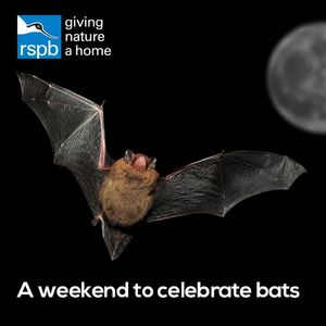 Image post by @rspb on Instagram