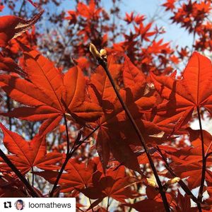 Image post by @montreat on Instagram