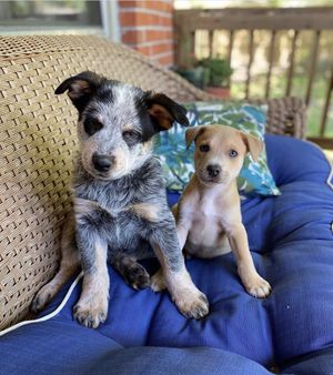 Image post by @petco on Instagram