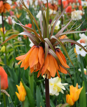 Image post by @ahs_gardening on Instagram