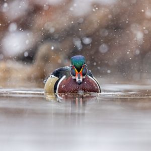 Image post by @animalplanet on Instagram