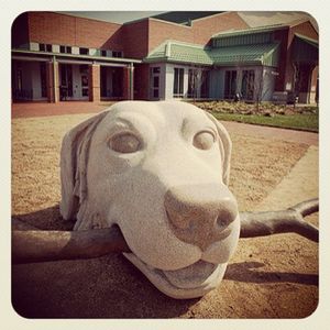 Image post by @ncstate on Instagram