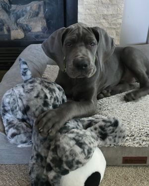 Image post by @originalsnugglepuppy on Instagram
