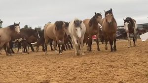 Video post by @SmithProRodeos on Facebook