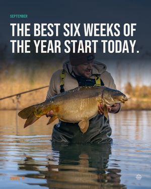 Image post by @brothercarp on Instagram