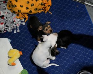 Image post by @sjbarracuda on Twitter