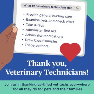 Image post by @company/nationwidepet on LinkedIn