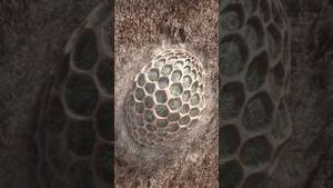 Video post by @curiositystreaming on YouTube
