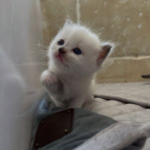Image post by @brunrik.and.pyrene.ragdolls on Instagram