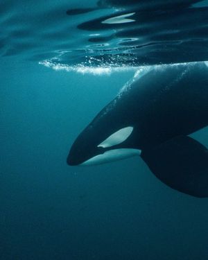 Image post by @sealegacy on Instagram