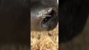 Video post by @pbr on YouTube