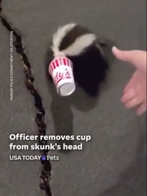 Video post by @usatoday on TikTok