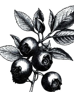 Image post by @ahs_gardening on Instagram