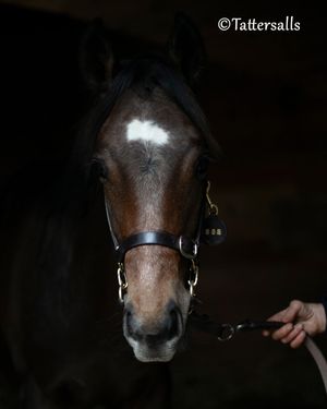 Image post by @thoroughbred_daily_news on Instagram