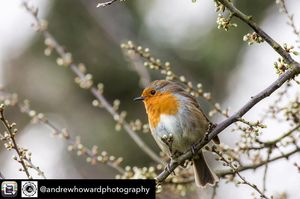 Image post by @rspb on Instagram