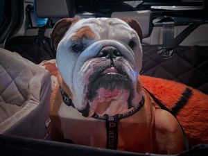 Image post by @thebutlerblue on Instagram