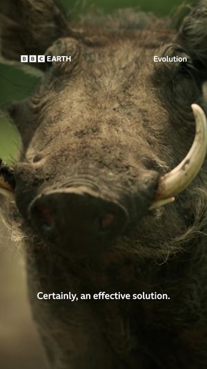 Video post by @bbcearth on TikTok