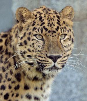Image post by @sandiegozoo on Instagram