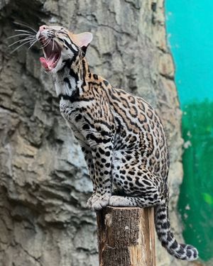 Image post by @bhamzoo on Instagram