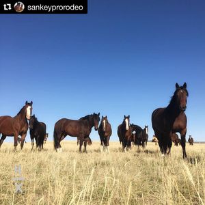 Image post by @prca_prorodeo on Instagram