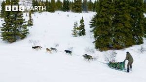 Video post by @bbcearth on YouTube