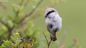 Image post by @rspb on Instagram