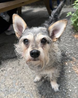 Image post by @heartsandbonesrescue on Instagram