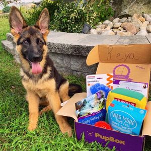 Image post by @petco on Instagram