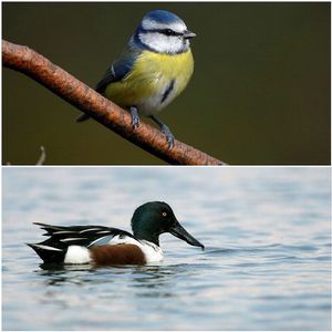Image post by @rspb on Instagram