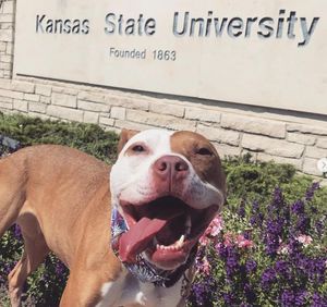 Image post by @kansasstateuniversity on Instagram