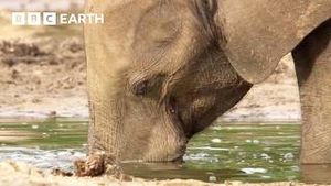 Video post by @bbcearth on YouTube