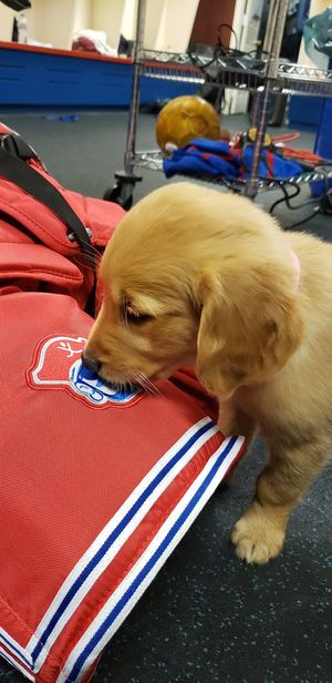 Image post by @bucshockey on Twitter