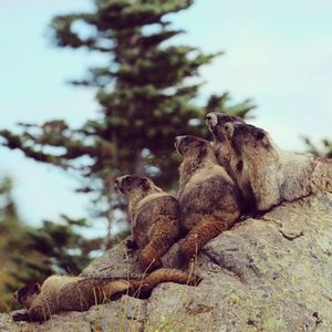 Image post by @whistlerblackcomb on Instagram