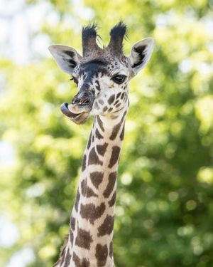 Image post by @thetorontozoo on Instagram