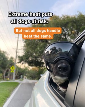 Image post by @americanredcross on Instagram