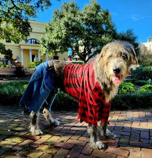 Image post by @thesavannahwolfhound on Instagram