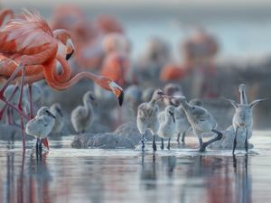 Image post by @animalplanet on Instagram