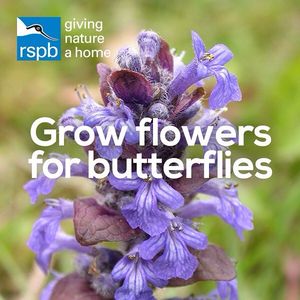Image post by @rspb on Instagram