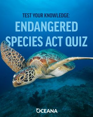 Image post by @oceana on Instagram