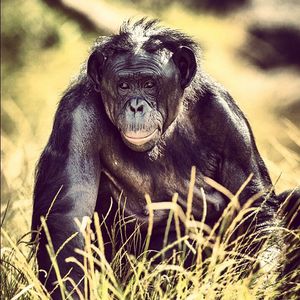 Image post by @sandiegozoo on Instagram