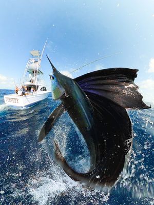 Image post by @gopro on Instagram